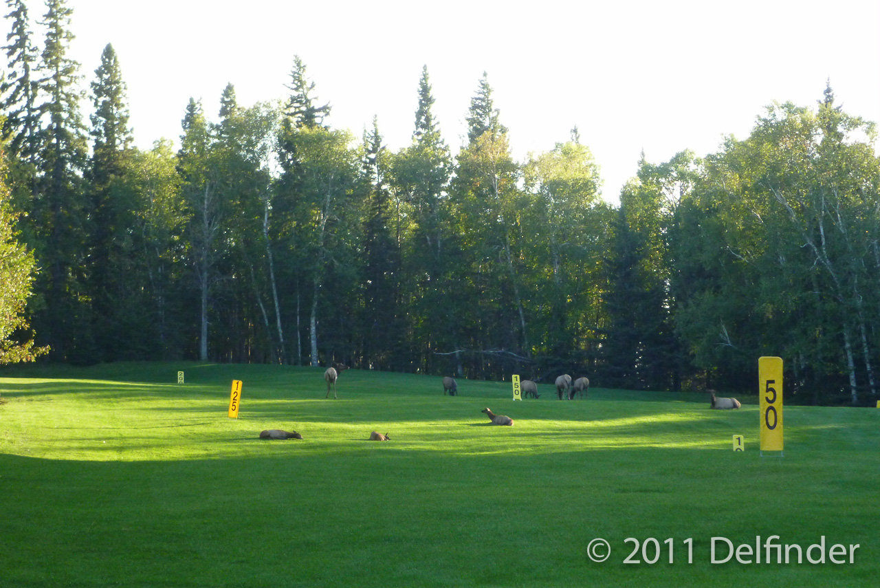 Wapiti Hirsche auf dem Golfplatz in Waskesiu, Saskatchewan