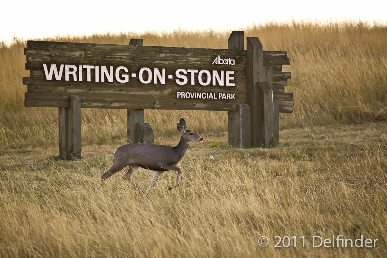Weißwedelhirsch im Writing-on-Stone Provinz Park in Alberta, Kanada