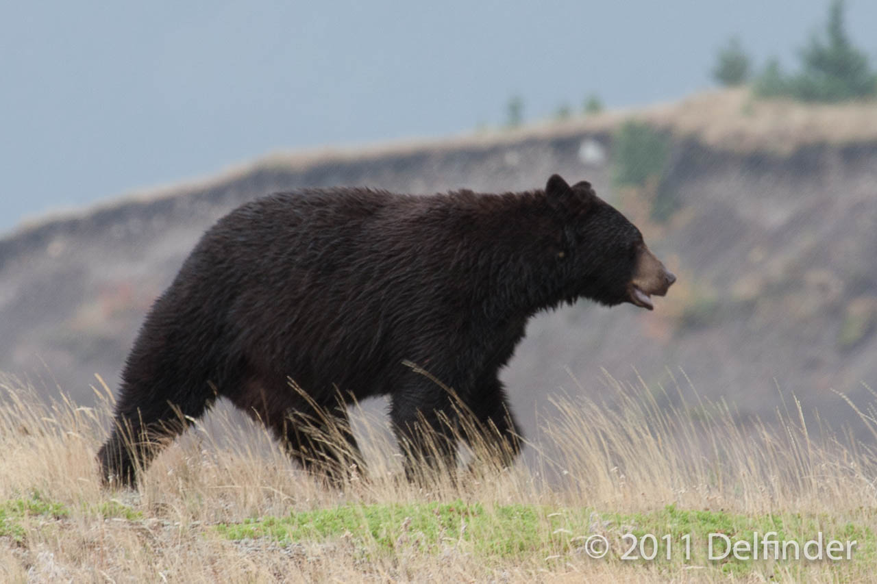 Black bear: identifiable by the absence of the hump.