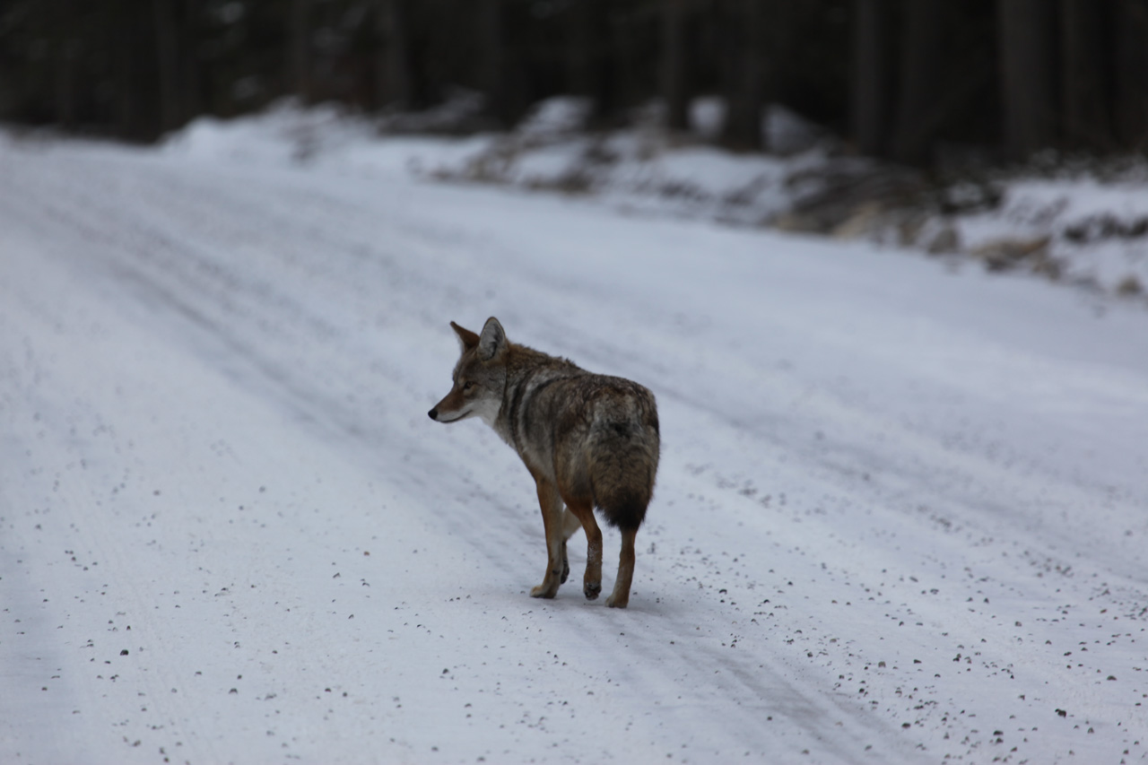 Coyote on a snow covered road