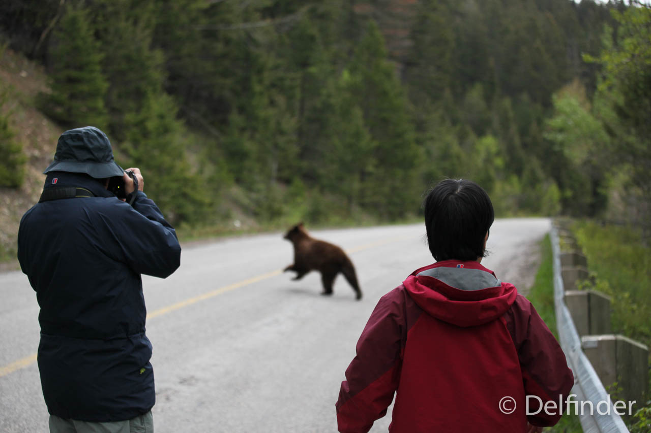 Zwei Touristen beobachten einen Bären der vor Ihnen über die Straße läuft